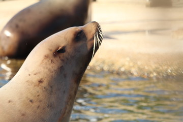 Seal Close Up