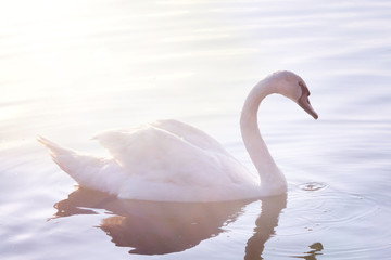 Tender White Swan is Swimming on the lake