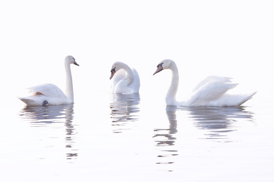 Three  White Swans  are Swimming on the Calm Water