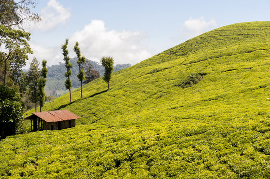 View Of Tea Plantation On The Slopes Of Mount Kenya