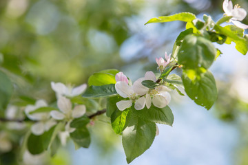 sunny spring evening leaves