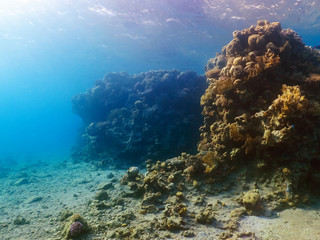 Diving in underwater coral reef world