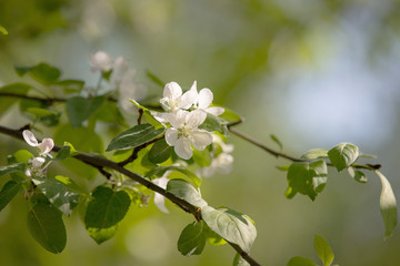 sunny spring evening leaves