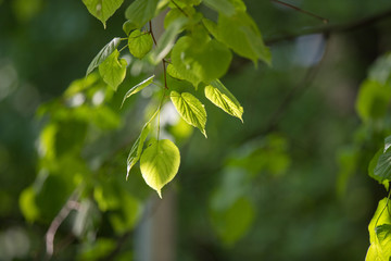 Fototapeta na wymiar sunny spring evening leaves