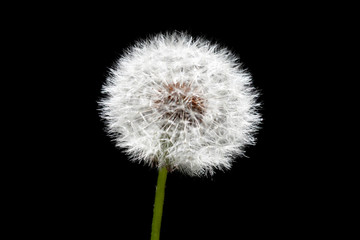 Dandelion flower with fluff isolated on black