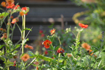 Geum flowers