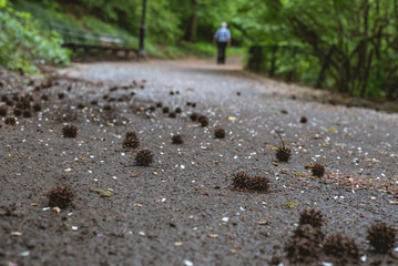 Sweet gum tree seed balls 