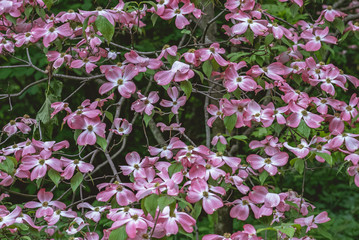 Flowering dogwood in the spring