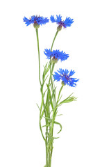 Blue cornflowers isolated on a white background