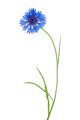 Blue Cornflower Herb flower isolated on white background
