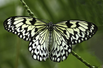 Blacn and white striped Tree Nymph (Idea Leuconoe) butterfly