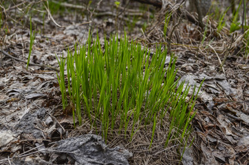 grown bunch of grass, around the fallen leaves, closeup