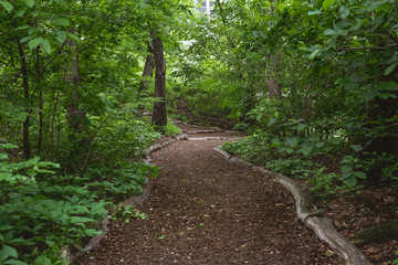 Obraz premium Path through the woods. 
