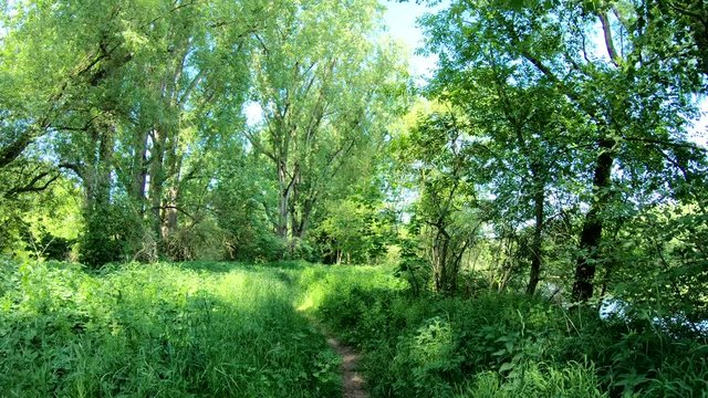 Auwald am Main, Natur pur, unber&uuml;hrte Natur, Gimbal, Urwald, Naturschutz, 4K
