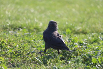 Crow Up Close