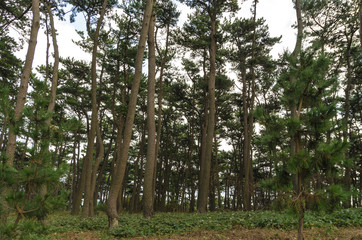 Grove of Korean pine