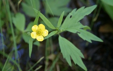 Swamp Buttercup