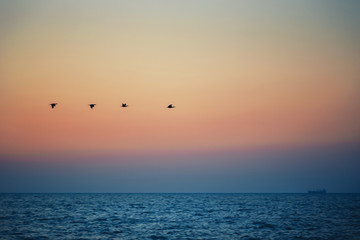Birds silhouettes flying above the sea against sunset, sunrise