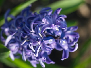 Violet spring flowers. Summer purple flowers