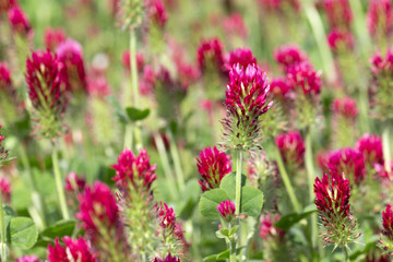 Red Clover in Detail on the spring Field