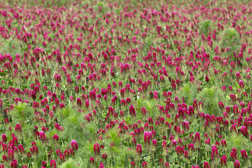 The spring Field of red Clover 