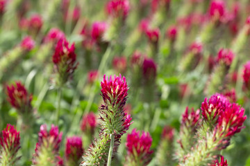 Red Clover in Detail on the spring Field