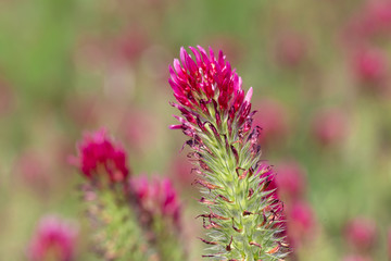 Red Clover in Detail on the spring Field