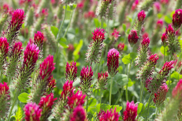 Red Clover in Detail on the spring Field