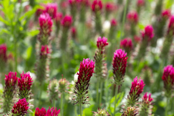 Red Clover in Detail on the spring Field