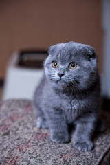 grey-blue Scottish kitten