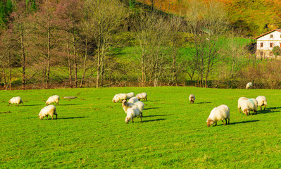 Fototapeta premium Sheep grazing in a Basque rural setting