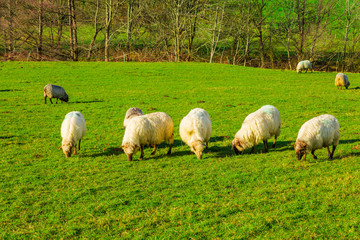 Fototapeta premium Sheep grazing in a Basque rural setting