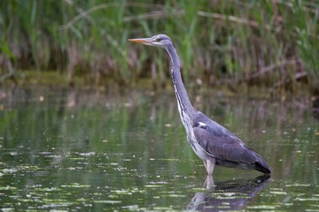 Graureiher im Schilf 4