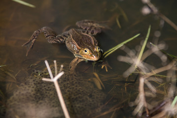 frogs in a pond