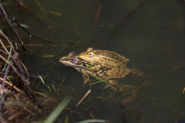 frogs in a pond