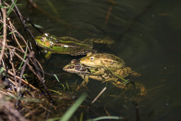 frogs in a pond