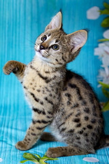 Savannah kitten F1 color - the spot on the gold