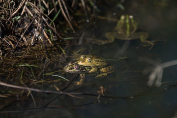 frogs in a pond