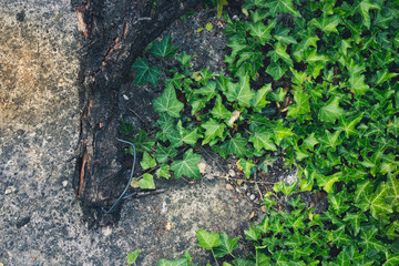 Leaf background with natural elements