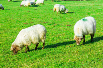 Sheep grazing in a Basque rural setting