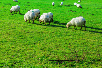 Fototapeta premium Sheep grazing in a Basque rural setting