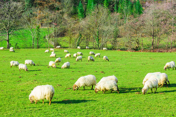 Sheep grazing in a Basque rural setting