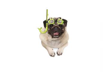 frolic smiling pug puppy dog with green snorkel and goggles, ready to dive, isolated , hanging with paws on white banner