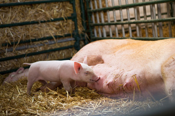 Newborn piglet suck the breasts.