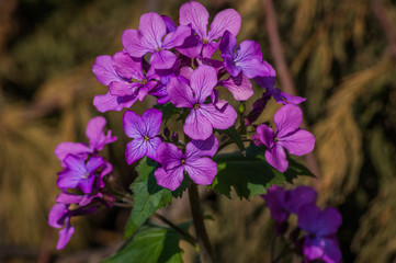 Purple Flowers
