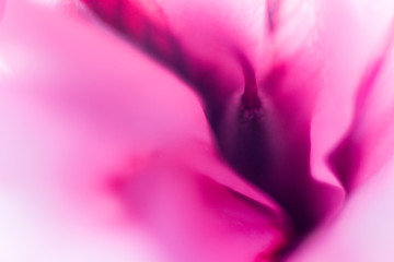 flower petals macro
