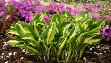 Hosta with green and  white leaves in the garden.