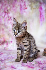 Obraz premium Savannah kitten F1 color - the spot on the gold