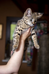 Savannah kitten F1 color - the spot on the gold