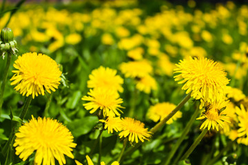 dandelions yellow flowers on the field